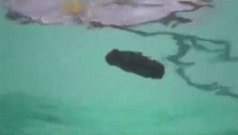 Poop Pool GIF - Poop Pool Caddyshack - Discover &amp; Share GIFs
