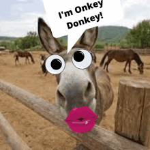 Onkey Donkey GIF - Onkey Donkey GIFs