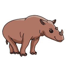 rhinoceros rhinoceros