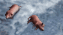 Game Of Thrones Conquest Gotc GIF - Game Of Thrones Conquest Gotc Pig GIFs