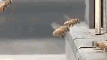 crash bee