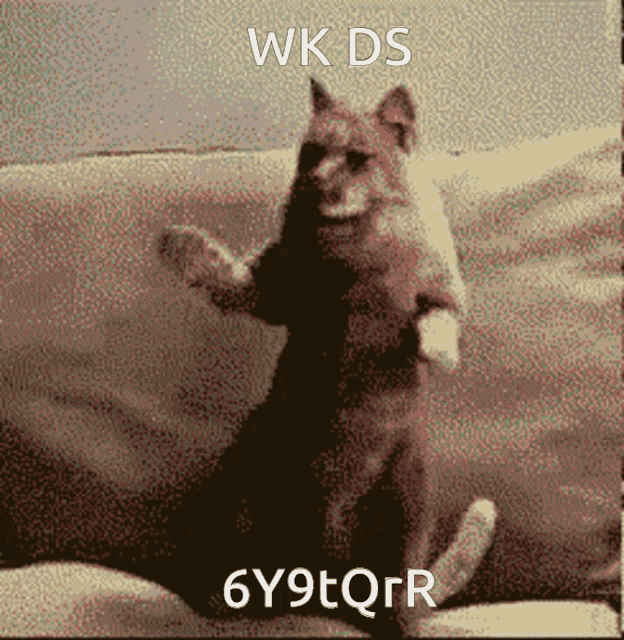 cat-cat-dance.gif