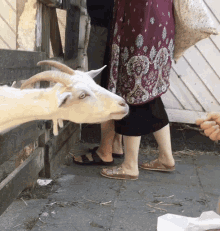 goat kambing