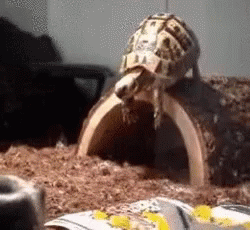 turtle.giff