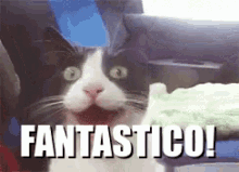 Fantastico Gatto Bellissimo Evviva Daje Bello Meraviglioso Troppo Felice GIF - Fantastic Cat Excited GIFs