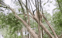 Panda Tree GIF - Panda Tree GIFs