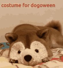 Dogs Costumes GIF - Dogs Costumes Funny Animals GIFs