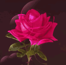 pink rose animation