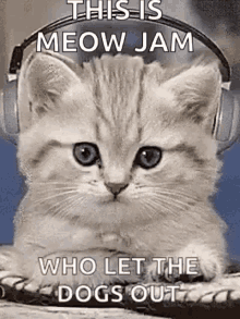 Kitten Jamming GIF - Kitten Jamming Music GIFs