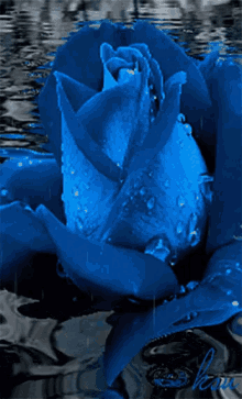 Blue Rose GIF - Blue Rose GIFs