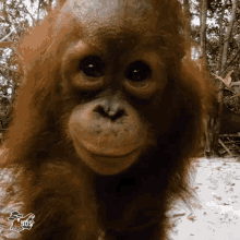 orangutan orangutan baby baby orangutan orangutan kiss kiss