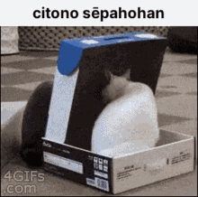 Cat Cat Box GIF - Cat Cat Box Eleli GIFs