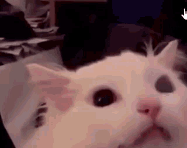Thurston Waffles Meow GIF - Thurston Waffles Meow Scream GIFs