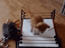Cat Fight Kitten Boxing GIF - Cat Fight Kitten Boxing Funny Animals GIFs