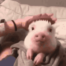 Pig Brushed GIF - Pig Brushed GIFs