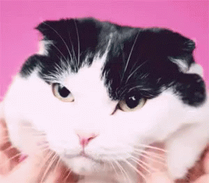 もちもち 猫ちゃん にゃんちゃん 可愛い猫 Gif Mochimochi Cat Discover Share Gifs
