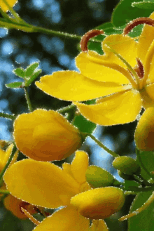 yellow flowers yellow flowers