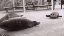 Seal Bouncing GIF - Seal Bouncing Pavement GIFs