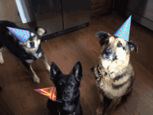Party Animal GIF - Party Animal Dog GIFs