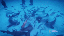 Loaded With Sharks Can Sharks Detect Magnetic Fields GIF - Loaded With Sharks Can Sharks Detect Magnetic Fields Sixth Sense GIFs