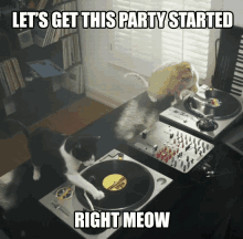 Funny Animals Lets Get This Party Started GIF - Funny Animals Lets Get This Party Started Right Meow GIFs