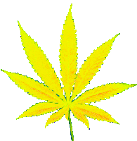 Weed Leaf Sticker - Weed Leaf Cannabis Stickers