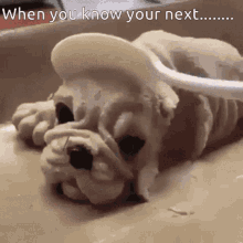 Shocked Funny GIF - Shocked Funny Dogs GIFs