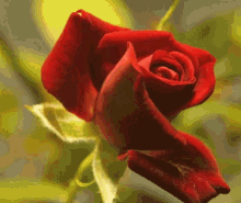 Red Rose Blooming GIF - Red Rose Blooming Flower GIFs