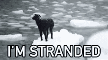 Stranded Dog GIF - Stranded Dog Ice GIFs