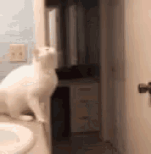 Cat Jump Fail GIF - Cat Jump Fail Just Do It GIFs