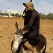 Donkey Stallion GIF - Donkey Stallion Riding On A Donkey GIFs