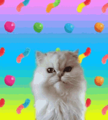 Candy Talking Cat GIF - Candy Can Talking Cat GIFs