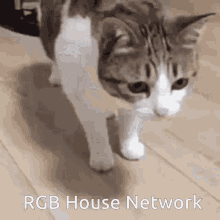 Rgb House Networking GIF - Rgb House Networking Cisco GIFs