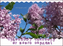 Lilac Flowers GIF - Lilac Flowers Spring GIFs