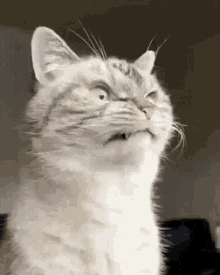 Angry Cat GIF - Angry Cat Irritated GIFs