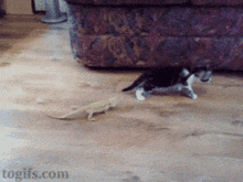 Cat Flipping Out GIF - Cat Flipping Out Enemy GIFs