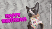 happy birthday happy bday birthday kolache the cat kolache