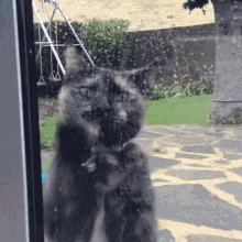Cat Let Me In GIF - Cat Let Me In Scratch GIFs
