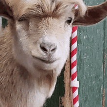 goat animal stare fancy hair