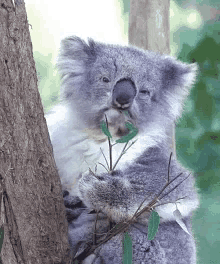 koala chewing