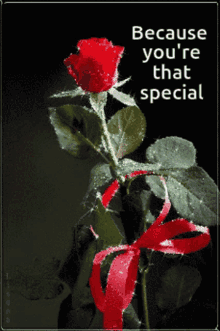 You Are Special Rose GIF - You Are Special Rose GIFs