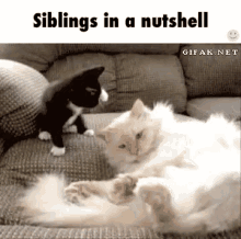 Siblings Cat GIF - Siblings Cat Bully GIFs