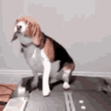 workout treadmill dog doggy funny