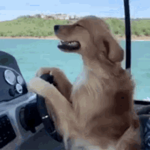cute dog breezy captain drive