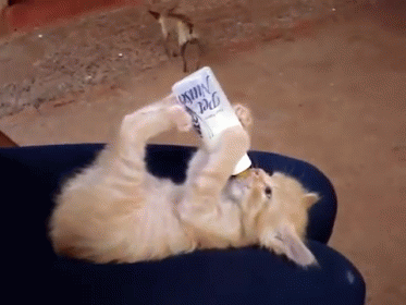 Milk Break GIF - Cats Kittens Hungry - Discover &amp; Share GIFs