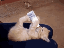 Milk Break GIF - Cats Kittens Hungry GIFs