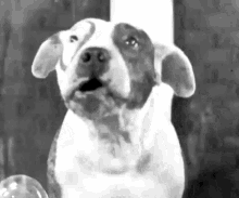 Petey Pete The Pup GIF - Petey Pete The Pup Staffordshire Terrier GIFs