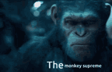 Monkey Supreme Cringed Out GIF - Monkey Supreme Cringed Out Monke GIFs