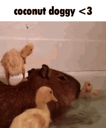 capybara coconut dog uwu coconut doggy coconut