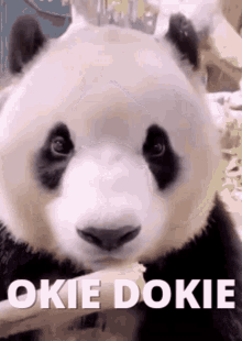 Panda Ok GIF - Panda Ok Okie Dokie GIFs